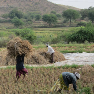 People gathering dried paddy.